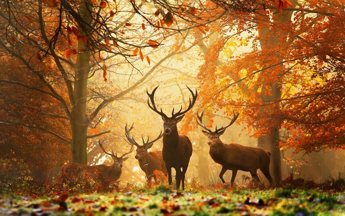 Boîte du casse-tête Magic Forests - Stags (1000 pièces) - Heye