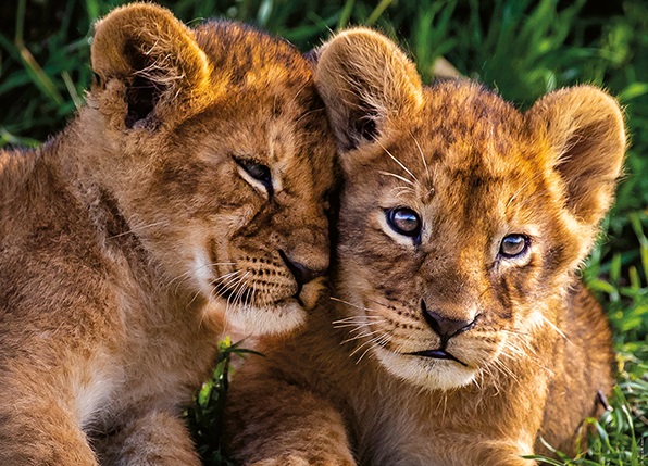 Boîte du casse-tête Adorables Lionceaux (250 pièces) - Nathan